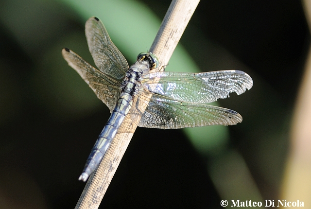 Libellulidae da determinare - Orthetrum albistylum